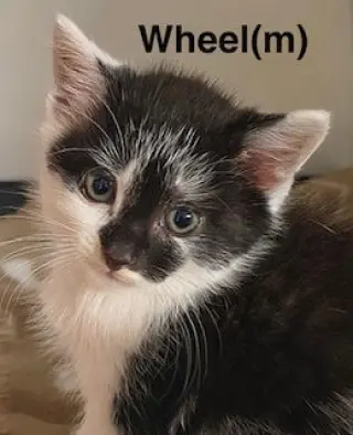 Wheel