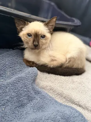 Enoki (Available for pre-adoption)