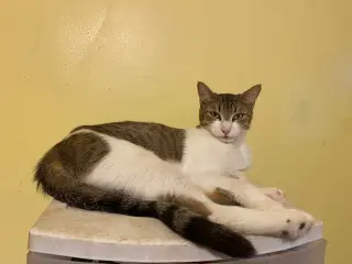 Maggie