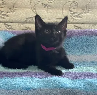 Sophia