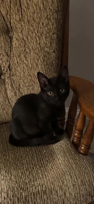 Sophia