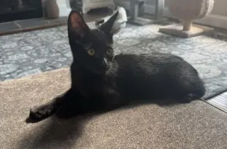 Stella