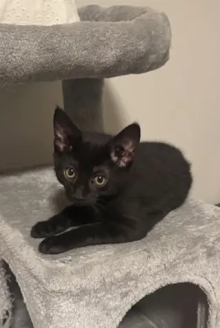 Stella