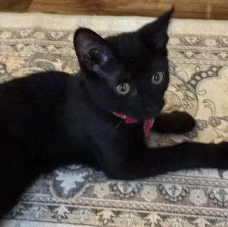 Stella