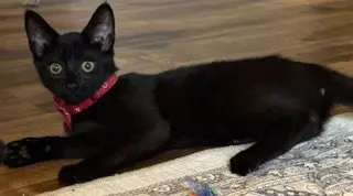 Stella