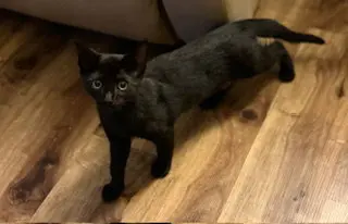 Stella