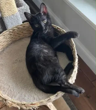 Luna M