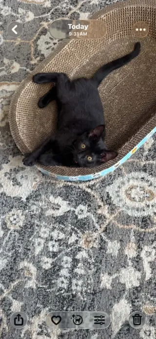 Luna M