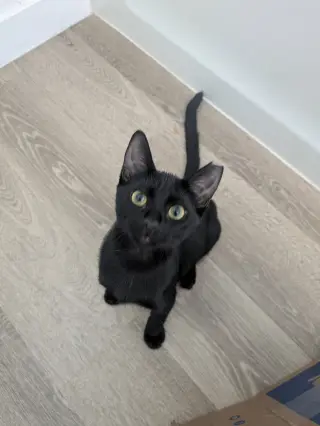 Boo