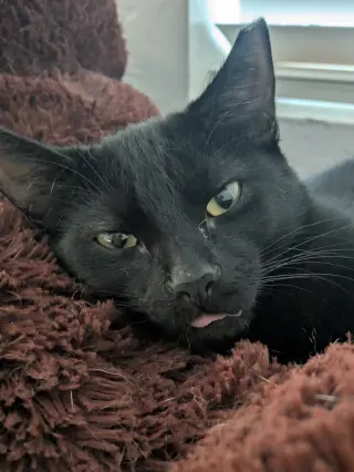 Boo