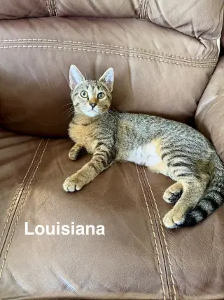 Louisiana (3059)