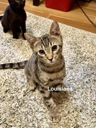 Louisiana (3059)