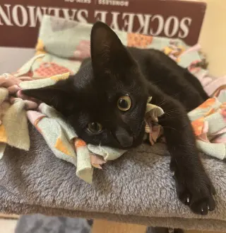Coal