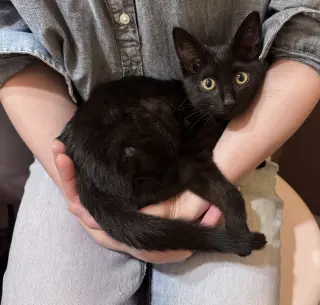 Coal