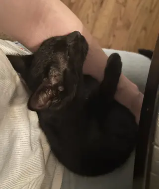 Coal