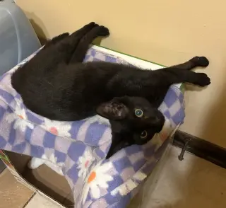 Coal