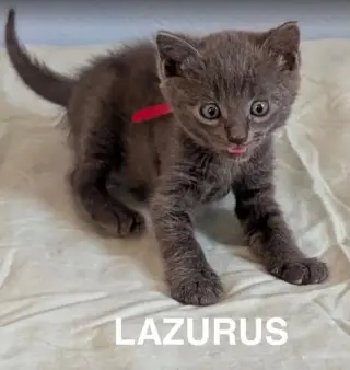 Lazarus 2