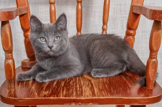 Esther