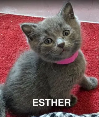 Esther