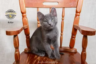 Asher 3