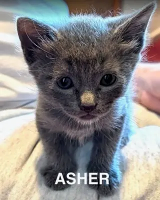 Asher 3