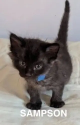 Sampson 2
