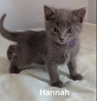 Hannah
