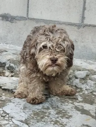 Choco