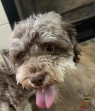 Choco