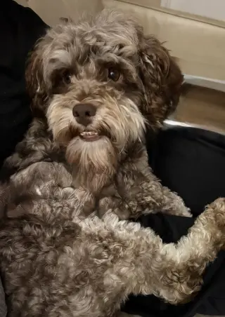Choco