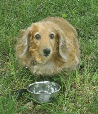 Aurora2 (Rory) Fostered in Herndon, VA