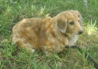 Aurora2 (Rory) Fostered in Herndon, VA