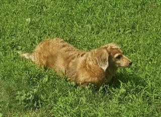 Aurora2 (Rory) Fostered in Herndon, VA
