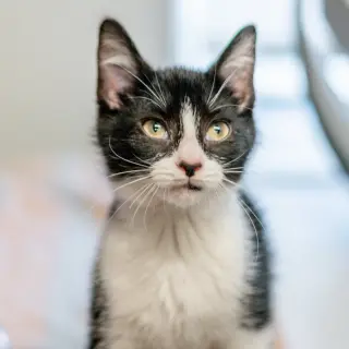 Lyra