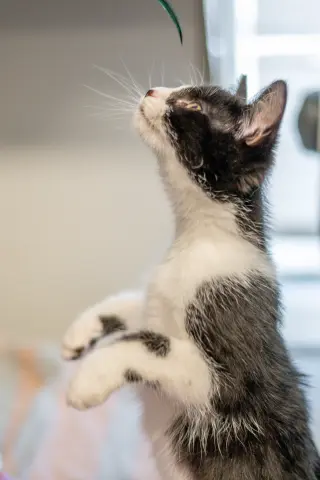 Lyra