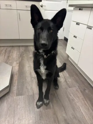Axle - Adoption Pending
