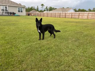 Axle - Adoption Pending