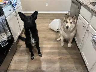 Axle - Adoption Pending