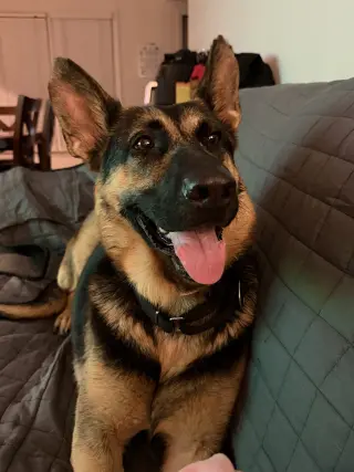 Ventura - Adoption Pending