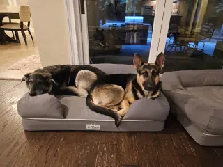Ventura - Adoption Pending