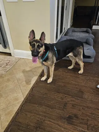 Ventura - Adoption Pending