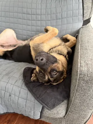 Ventura - Adoption Pending