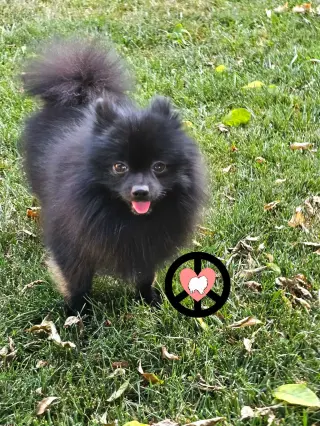 Kai