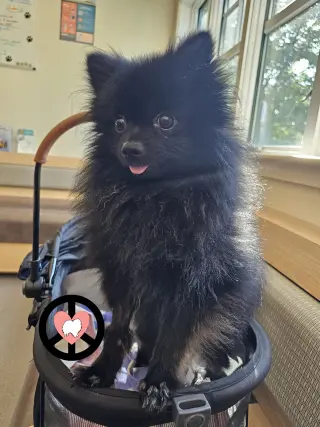 Kai