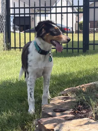 Millie