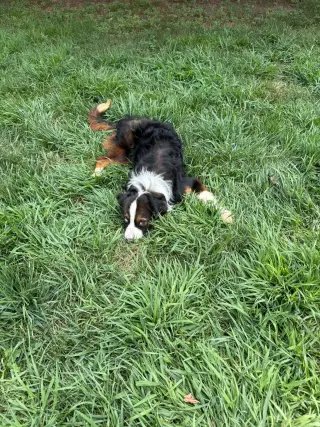 Cayenne