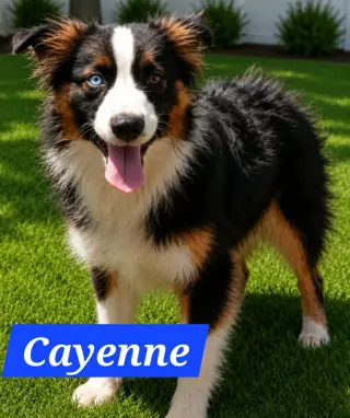 Cayenne