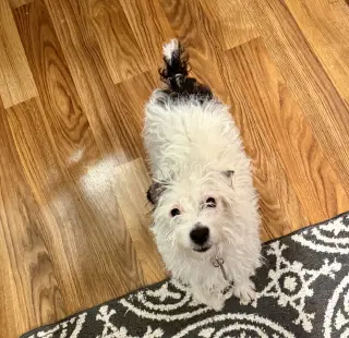 Kiwi