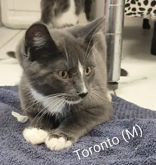 Toronto
