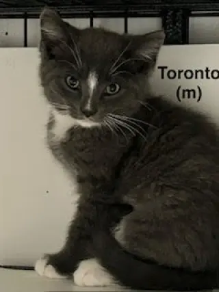 Toronto